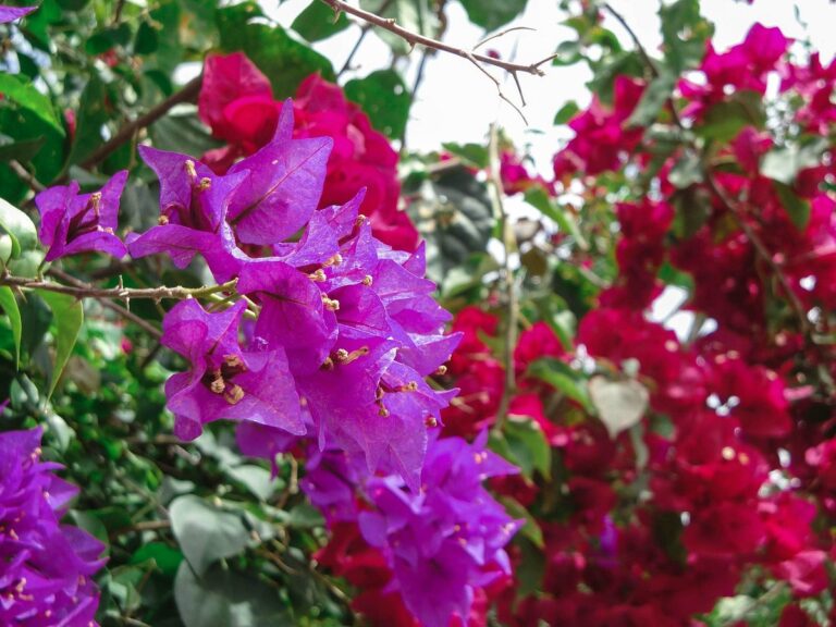 ardastra gardens zoo 768x576