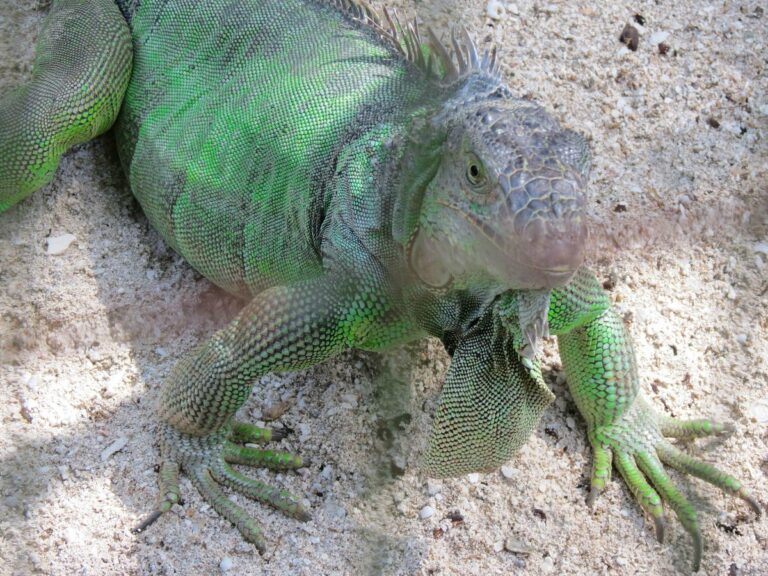 ardastra gardens zoo1 768x576