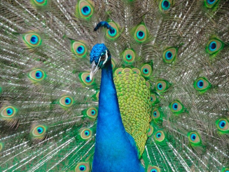 ardastra gardens zoo3 768x576