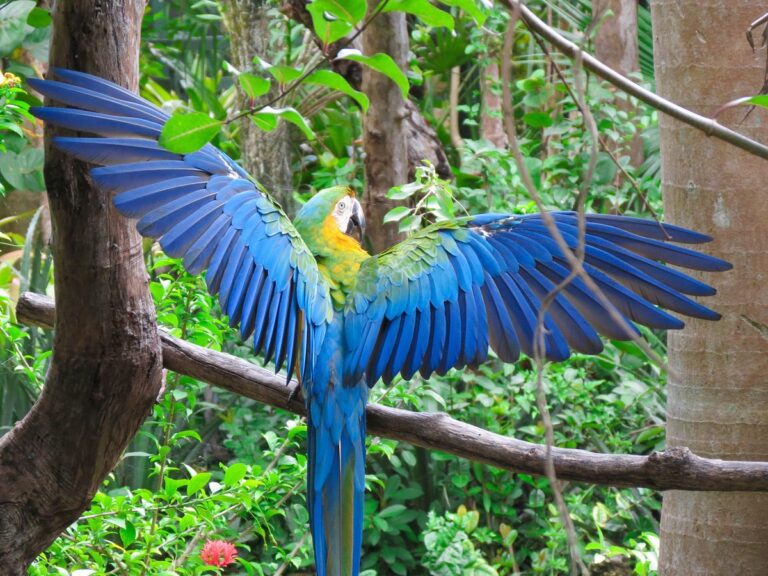 stretching his wings 768x576