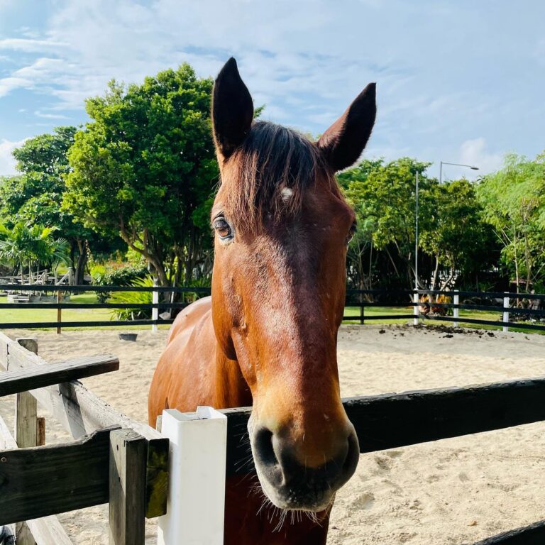 323095013 425779476356835 8993707635125833136 n 768x768