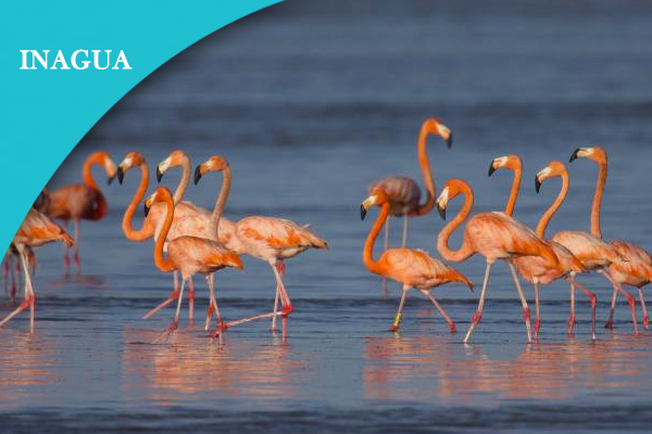 inagua