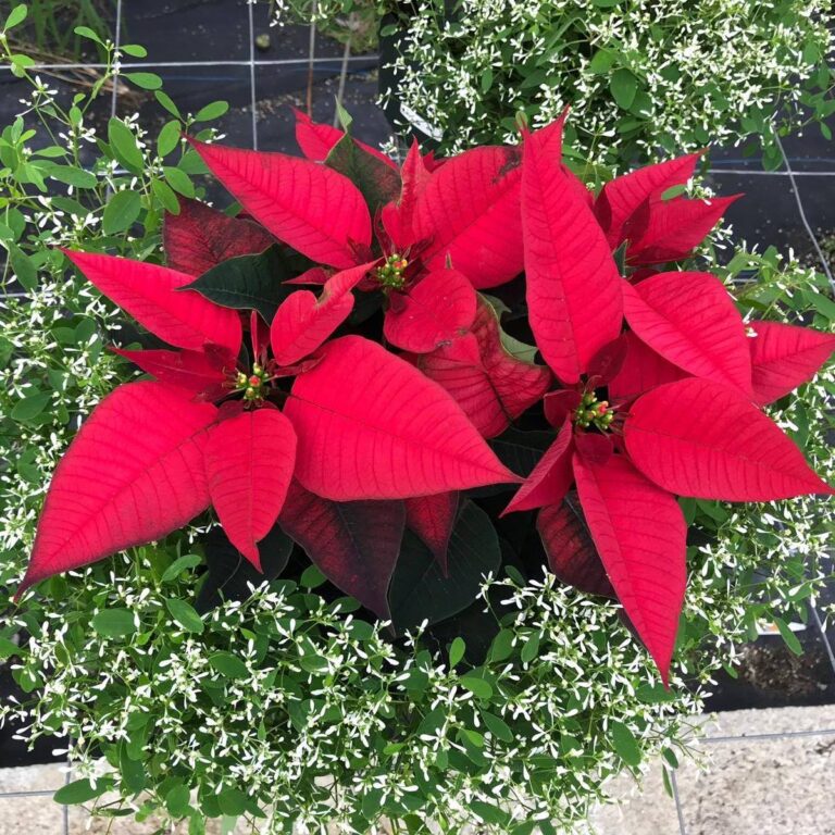 308682054 469732895200699 5960260717391819675 n 768x768